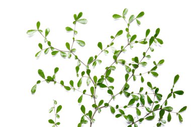 Yaprak gülümsemek izole beyaz arka plan üzerinde.