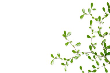 Yaprak gülümsemek izole beyaz arka plan üzerinde.