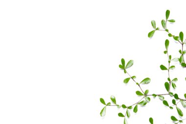 Yaprak gülümsemek izole beyaz arka plan üzerinde.