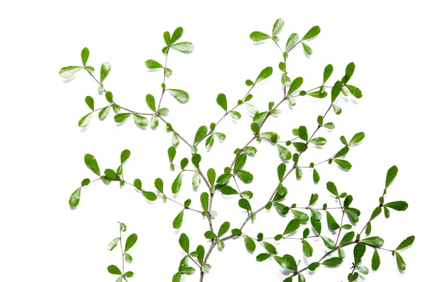 Yaprak gülümsemek izole beyaz arka plan üzerinde.