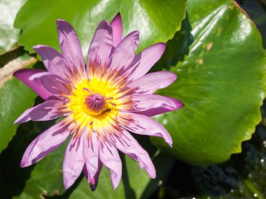 Lotus tomurcukları lotus çiçeği ve lotus çiçek bitki.