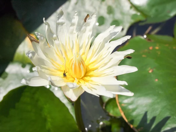 Brotes de loto Flor de loto y plantas de flor de loto . —  Fotos de Stock