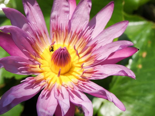 Lotus buds Lotus flower and Lotus flower plants. — Stock Photo, Image