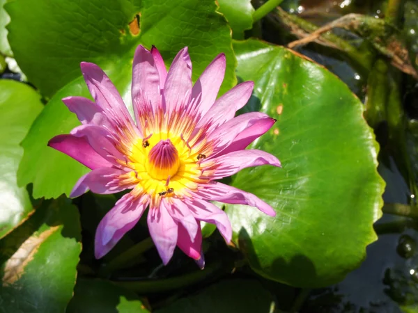 Lotus buds Lotus flower and Lotus flower plants. — Stock Photo, Image