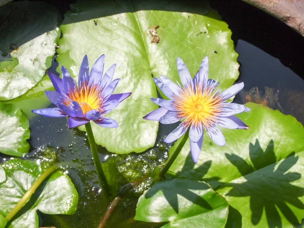 Lotus buds Lotus flower and Lotus flower plants. — Stock Photo, Image