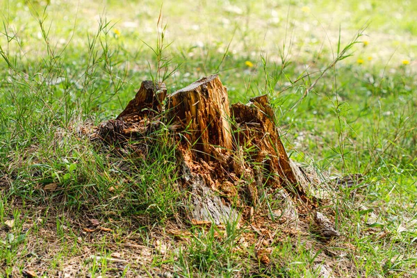 Very Old Rotten Tree Stump Edge Forest — Stock Photo, Image