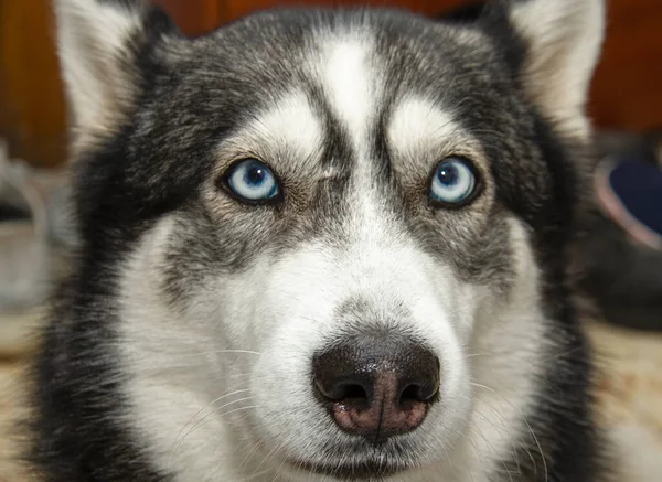 Husky Närbild Porträtt Husky Hund — Stockfoto