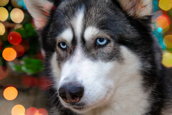 Χάσκι Κοντινό Πλάνο Πορτρέτο Μιας Φυλής Σκυλιών Husky Bokeh Φόντο — Φωτογραφία Αρχείου