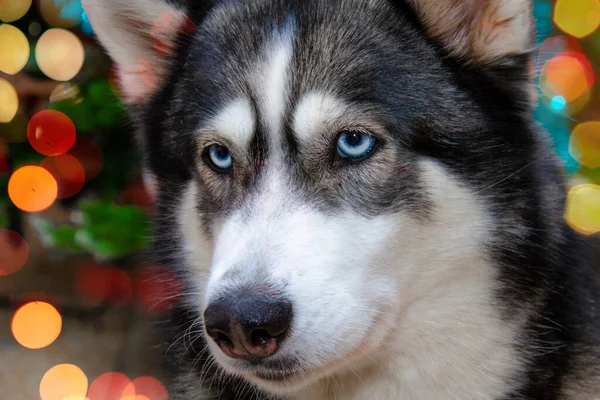 Husky Närbild Porträtt Hund Ras Husky Bokeh Bakgrund — Stockfoto