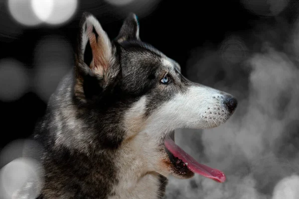 哈士奇犬在烟熏和烟熏的背景下的画像 — 图库照片