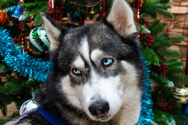 Husky Close Retrato Uma Raça Cães Husky Fundo Árvore Natal — Fotografia de Stock