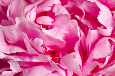 Açık şakayık çiçeğinin dokusu. Makro fotoğrafçılık.