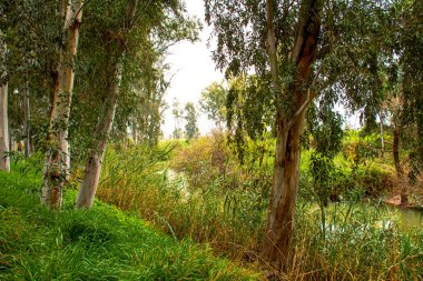 İsrail. Yarkon Nehri 'nin ağzı ve Nikorot Yarkon Parkı' ndaki orman. Eğlence ve spor alanı.