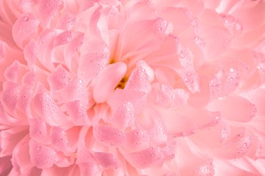 Geçmişi. Doku. Çiy damlalı pembe kasımpatı yaprakları. Makro fotoğrafçılık.