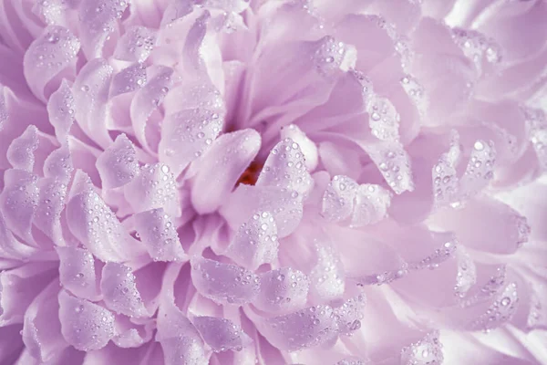 Background. Texture. Purple chrysanthemum petals with dew drops. Macro photography.