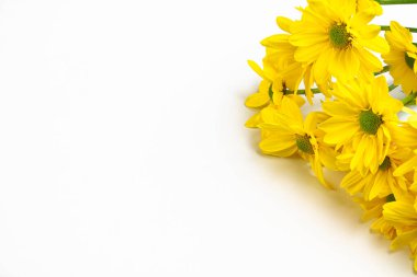 Beyaz arka planda sarı kasımpatıların yaratıcı düzeni. Kopyalama alanı olan en küçük yaz kavramı.