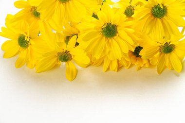 Beyaz arka planda sarı kasımpatıların yaratıcı düzeni. Kopyalama alanı olan en küçük yaz kavramı.