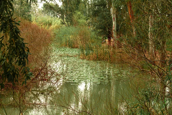 Israël Paysage Backwater Rivière Yarkon Dans Parc Nikorot Yarkon Aire — Photo