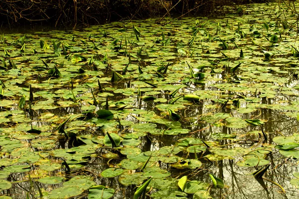 Israël Paysage Nénuphars Dans Rivière Yarkon Dans Nikorot Yarkon Park — Photo