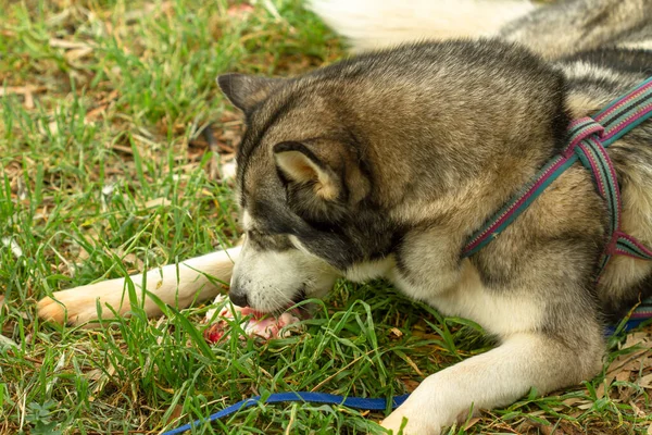 A dog of the Husky breed in nature gnaws a bone.