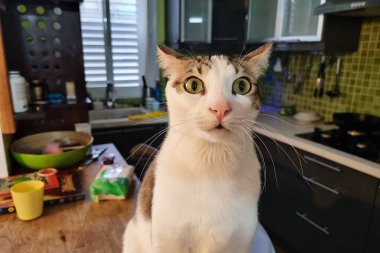 Genç ve güzel bir evcil kedinin portresi..