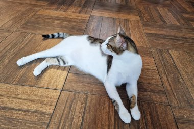 Genç ve güzel bir evcil kedinin portresi..