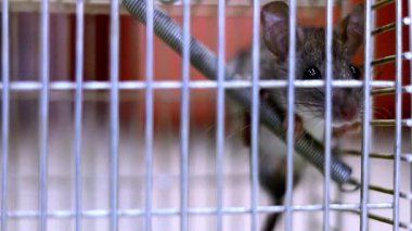Fare kapanına yakalanmış bir farenin yakın çekimi. Fare kendini fare kapanından kurtarmaya çalışıyor. Sıçanlar..