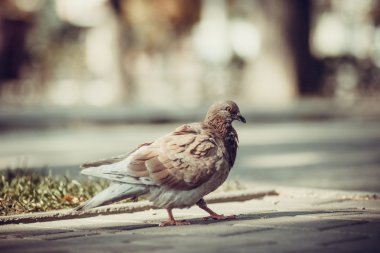 kaldırımda oturan köpek.