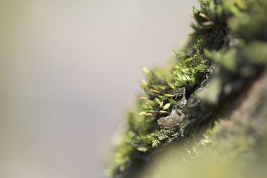 Ağaç kabuğu üzerinde büyüyen yosun
