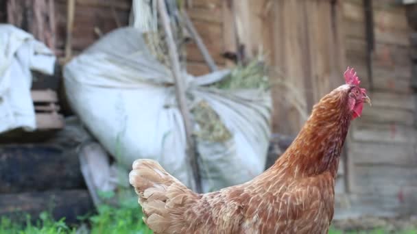 Galline ridacchiano, passeggiando vicino al capanno in cerca di cibo . — Video Stock