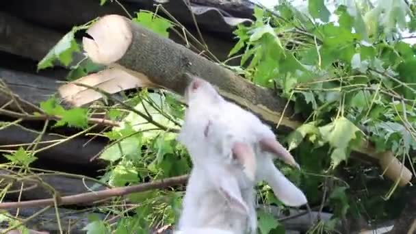 Écorces de chèvre provenant d'une branche d'érable 