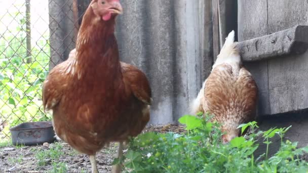 Two chickens walking around the yard — Stock Video