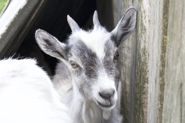 Kamera merceği arıyorum Goatling