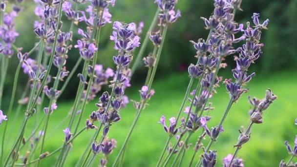 Bloeiende lavendel wapperen in de wind — Stockvideo