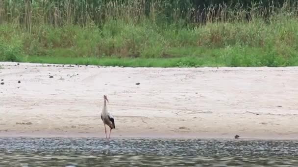 コウノトリは川の土手に沿って歩きます。川に浮かぶゴム製のボートの男. — ストック動画