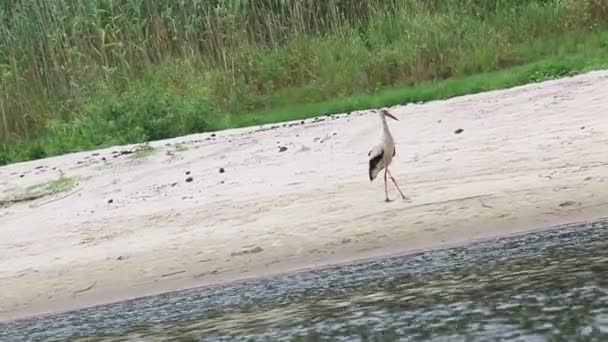 Storch wandert am Ufer des Flusses — Stockvideo