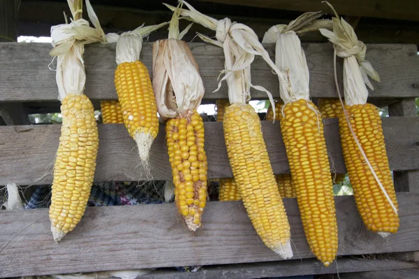 Maiskolben, die unter freiem Himmel trocknen. miteinander verbundene Glumes. Getreide, das vom Feld geerntet wird. gelbes, schmackhaftes Korn. — Stockfoto