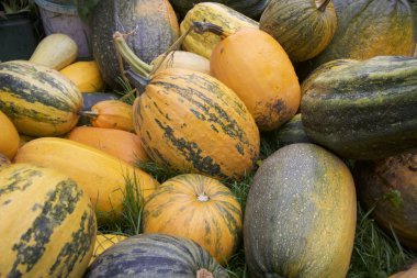 Büyük bir yığın yığın kabak hasat.