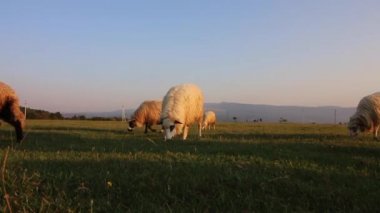 Dağları arasında düz üzerinde otlatma koyun sürüsü.