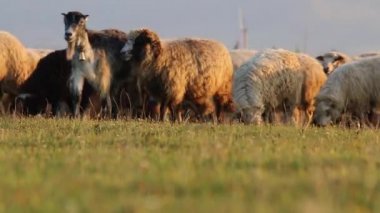 Bir dağ vadisinde otlayan koyun sürüsü.