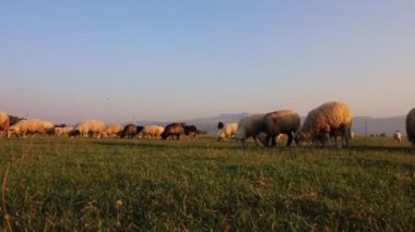 Ovada otlatma koyun sürüsü.