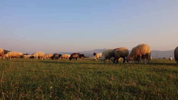 Un rebaño de ovejas pastando en la llanura . — Vídeos de Stock