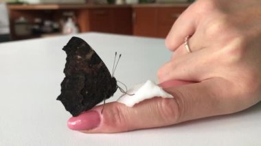 Kadın kelebeği elle besliyor. Kelebek Tavuskuşu bir kadının eline oturur. Parmağında şeker şurubu olan bir pamuk çubuğu var. Kelebeğin hortumu görünür..