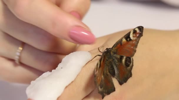 Mariposa Peacock se sienta en la mano de una mujer. Ella alimenta a la mariposa de sus manos, toca su dedo con jarabe de azúcar. La mariposa se extendió y dobló sus alas. — Vídeo de stock