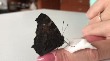 Kadın kelebeği elle besliyor. Kelebek Tavuskuşu bir kadının eline oturur. Parmağında şeker şurubu olan bir pamuk çubuğu var. Bir kelebeğin hortumu görünür. Yakın plan.