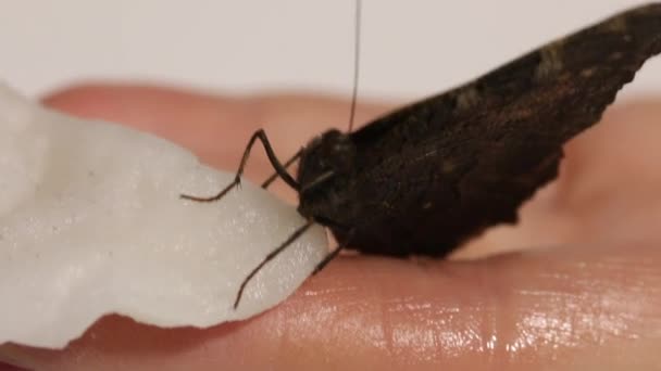 Бабочка Павлин сидит на женской руке. Она кормит бабочку из рук, прикасаясь к ней ватным мазком с сахарным сиропом. Крупный план — стоковое видео