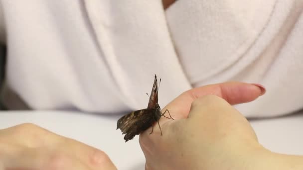 A borboleta Peacock 's Eye abriu as asas e senta-se na mão da mulher. Ela alimenta a borboleta de suas mãos, toca seu dedo com xarope de açúcar. Imagem de close-up. — Vídeo de Stock