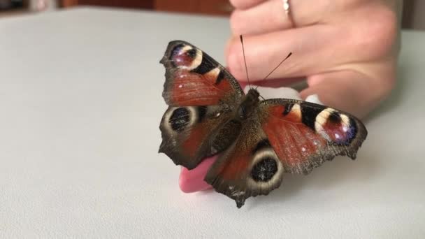 A mulher alimenta a borboleta à mão. A borboleta Peacock 's Eye abriu as asas e senta-se na mão da mulher. No dedo da menina é uma bola de algodão com xarope de açúcar. Close-up. — Vídeo de Stock