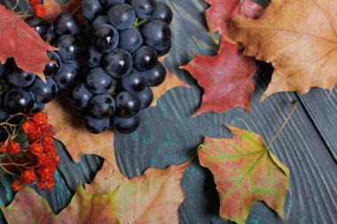 Koyu mavi üzümler. Yakınlarda sonbahar akçaağaç yaprakları ve kırmızı böğürtlenli dağ küllerinden bir dal var. Çam ağacının arka planında siyah ve yeşil..
