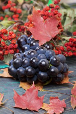 Koyu mavi üzümler. Yakınlarda sonbahar akçaağaç yaprakları ve kırmızı böğürtlenli dağ küllerinden bir dal var. Çam ağacının arka planında siyah ve yeşil..